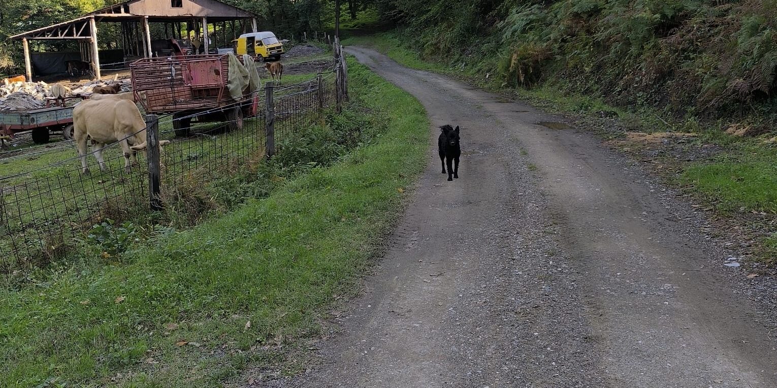 Gornja Ozimica